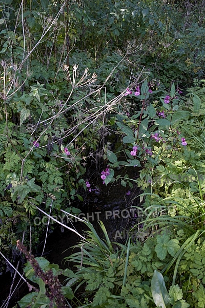 Flowers, plants, background, Spring