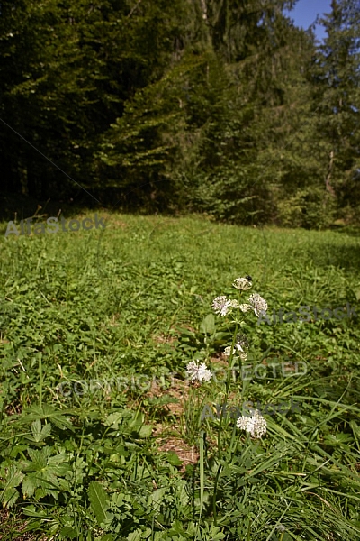 Flowers, plants, background, Spring