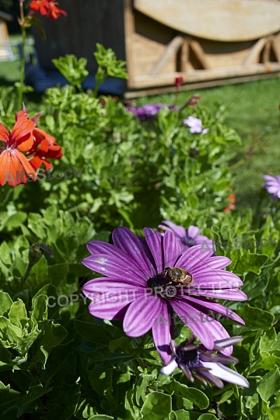 Flowers, plants, background, Spring