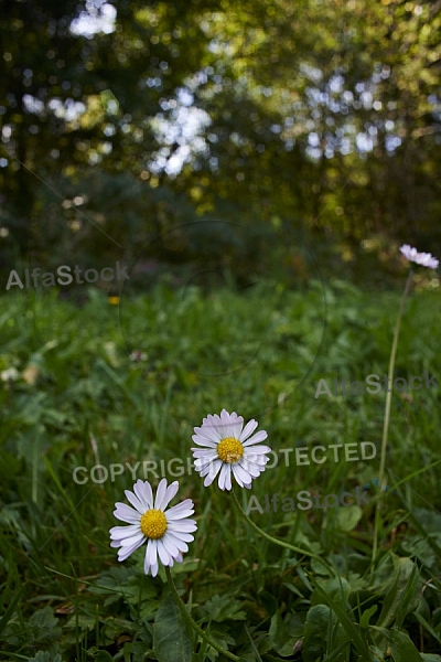 Flowers, plants, background, Spring