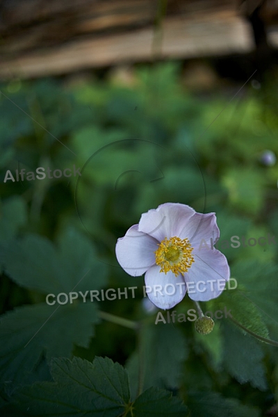 Flowers, plants, background, Spring