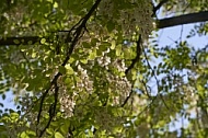 Flowers, plants, background, Wilhelma, Stuttgart