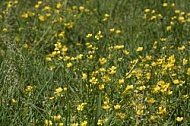 Flowers, plants, background, Wilhelma, Stuttgart