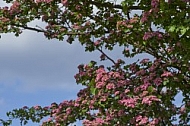 Flowers, plants, background, Wilhelma, Stuttgart