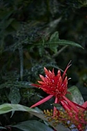 Flowers, plants, background, Wilhelma, Stuttgart