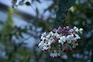 Flowers, plants, background, Wilhelma, Stuttgart