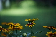 Flowers, plants, background, Wilhelma, Stuttgart