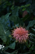 Flowers, plants, background, Wilhelma, Stuttgart