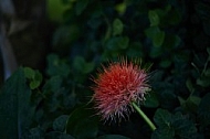 Flowers, plants, background, Wilhelma, Stuttgart