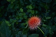 Flowers, plants, background, Wilhelma, Stuttgart