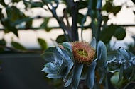 Flowers, plants, background, Wilhelma, Stuttgart