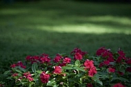 Flowers, plants, background, Wilhelma, Stuttgart