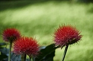 Flowers, plants, background, Wilhelma, Stuttgart