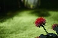 Flowers, plants, background, Wilhelma, Stuttgart