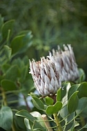 Flowers, plants, background, Wilhelma, Stuttgart