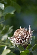 Flowers, plants, background, Wilhelma, Stuttgart