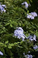 Flowers, plants, background, Wilhelma, Stuttgart