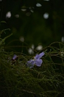 Flowers, plants, background, Wilhelma, Stuttgart