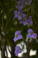 Flowers, plants, background, Wilhelma, Stuttgart