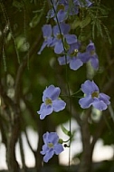 Flowers, plants, background, Wilhelma, Stuttgart