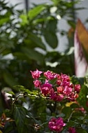 Flowers, plants, background, Wilhelma, Stuttgart