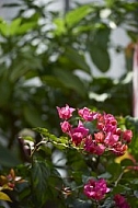 Flowers, plants, background, Wilhelma, Stuttgart