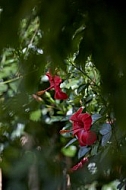 Flowers, plants, background, Wilhelma, Stuttgart