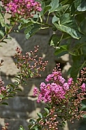 Flowers, plants, background, Wilhelma, Stuttgart