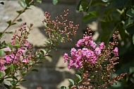 Flowers, plants, background, Wilhelma, Stuttgart