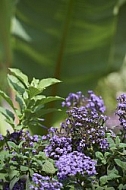 Flowers, plants, background, Wilhelma, Stuttgart