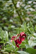 Flowers, plants, background, Wilhelma, Stuttgart