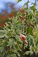 Flowers, plants, background, Wilhelma, Stuttgart