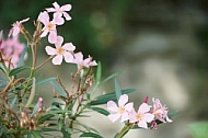 Flowers, plants, background, Wilhelma, Stuttgart