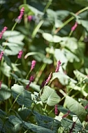 Flowers, plants, background, Wilhelma, Stuttgart