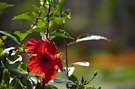 Flowers, plants, background, Wilhelma, Stuttgart