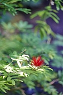 Flowers, plants, background, Wilhelma, Stuttgart