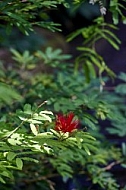 Flowers, plants, background, Wilhelma, Stuttgart