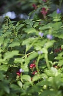 Flowers, plants, background, Wilhelma, Stuttgart