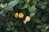 Flowers, plants, background, Wilhelma, Stuttgart