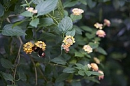 Flowers, plants, background, Wilhelma, Stuttgart