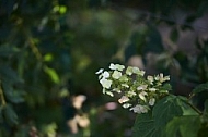 Flowers, plants, background, Wilhelma, Stuttgart