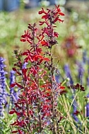 Flowers, plants, background, Wilhelma, Stuttgart