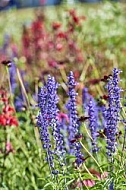 Flowers, plants, background, Wilhelma, Stuttgart