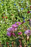 Flowers, plants, background, Wilhelma, Stuttgart