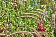 Flowers, plants, background, Wilhelma, Stuttgart