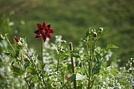 Flowers, plants, background, Wilhelma, Stuttgart