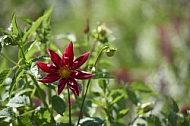 Flowers, plants, background, Wilhelma, Stuttgart