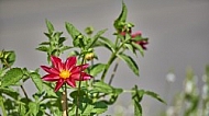 Flowers, plants, background, Wilhelma, Stuttgart