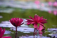 Flowers, plants, background, Wilhelma, Stuttgart