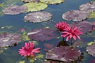 Flowers, plants, background, Wilhelma, Stuttgart